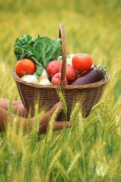 Harvest Harmony: Earthy Fresh-Picked Vegetable Mix